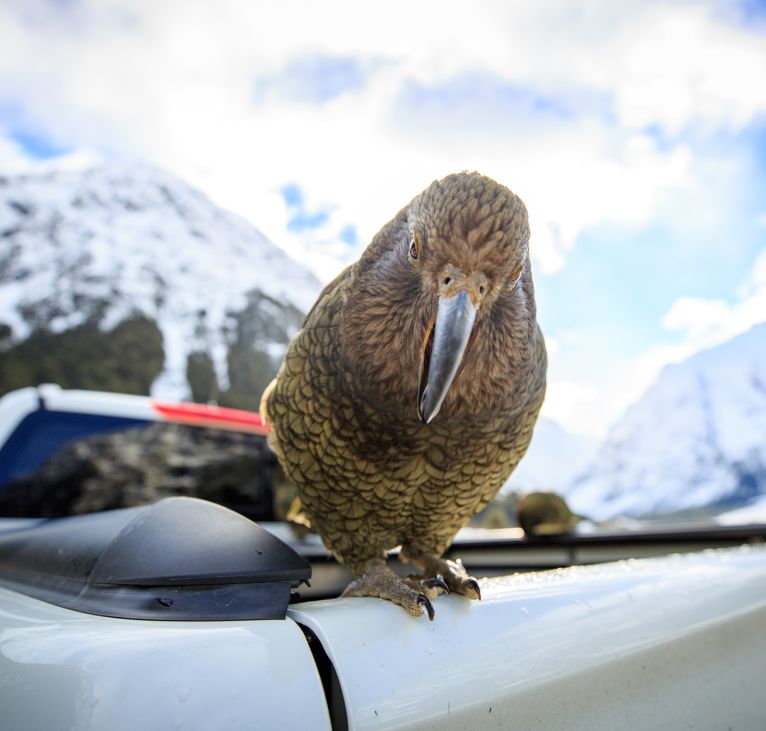 Kea the Clever Clown of the Alps Encounter with Wild Kea - Milford Sound