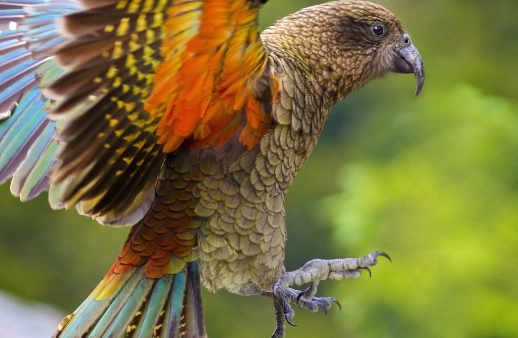 Kea the Clever Clown of the Alps WIld Kea flying in New Zealand