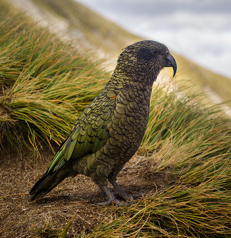 Kea the Clever Clown of the Alps Seeing Kea in the Wild
