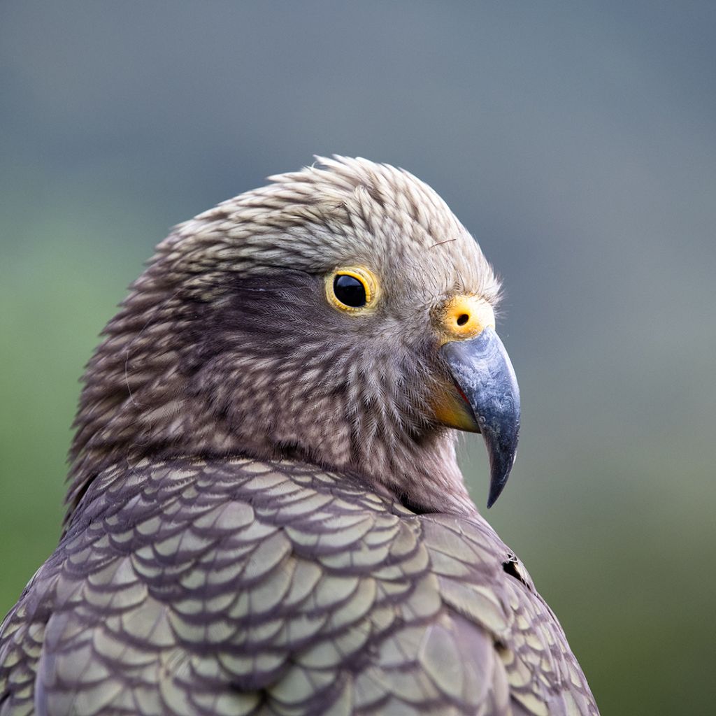 Milford Sound Wildlife Kea - Milford Sound Wildlife, Southland