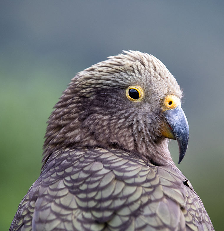 Kea the Clever Clown of the Alps Kea - Southland, New Zealand
