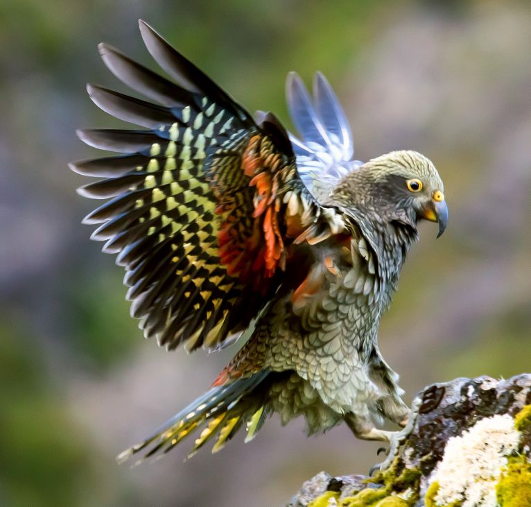 Kea the Clever Clown of the Alps Kea The Clever Clown of the Alps - Milford Sound