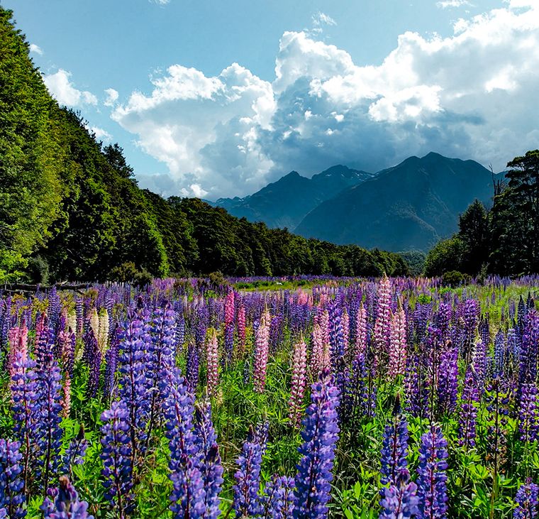 Visiting Milford Sound in Summer Summer Landscape - Purple Lupine Flower