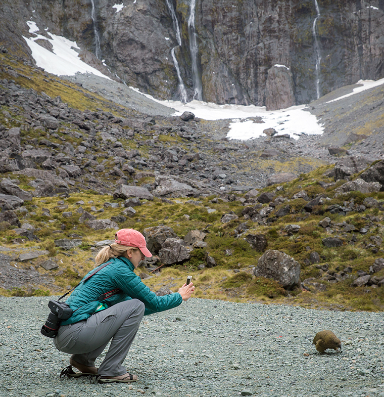 Kea the Clever Clown of the Alps Visitors taking photo of Kea bird