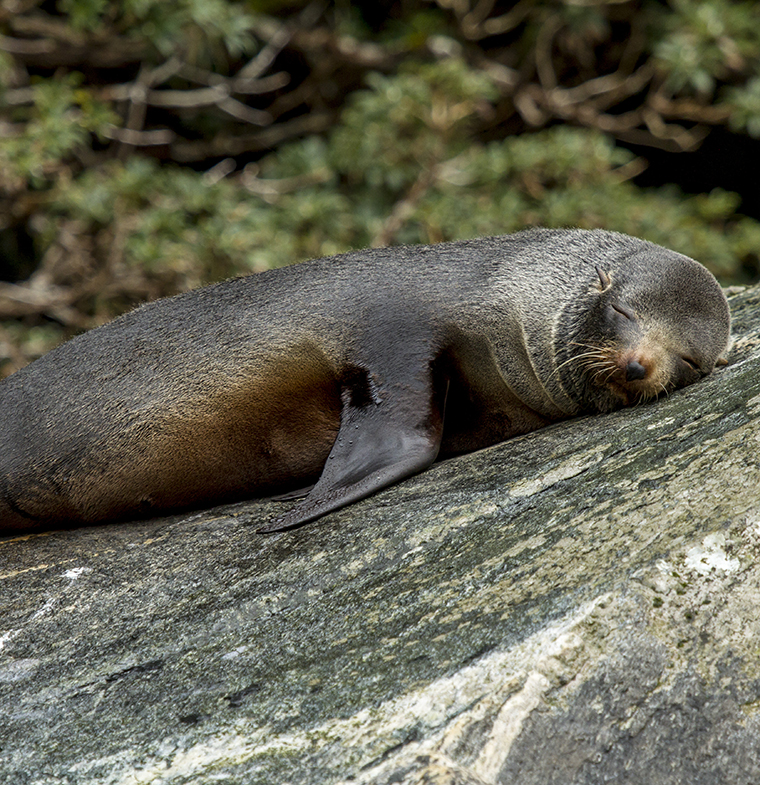 Seal Rock Milford Sound Milford Sound - Seal Rock