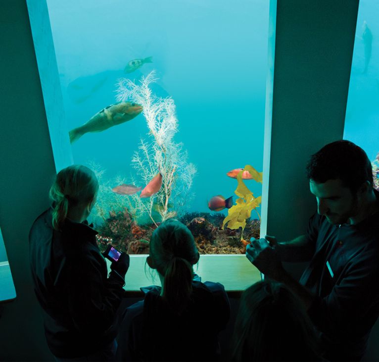 Milford Sound Observatory Milford-Sound-Underwater-Observatory