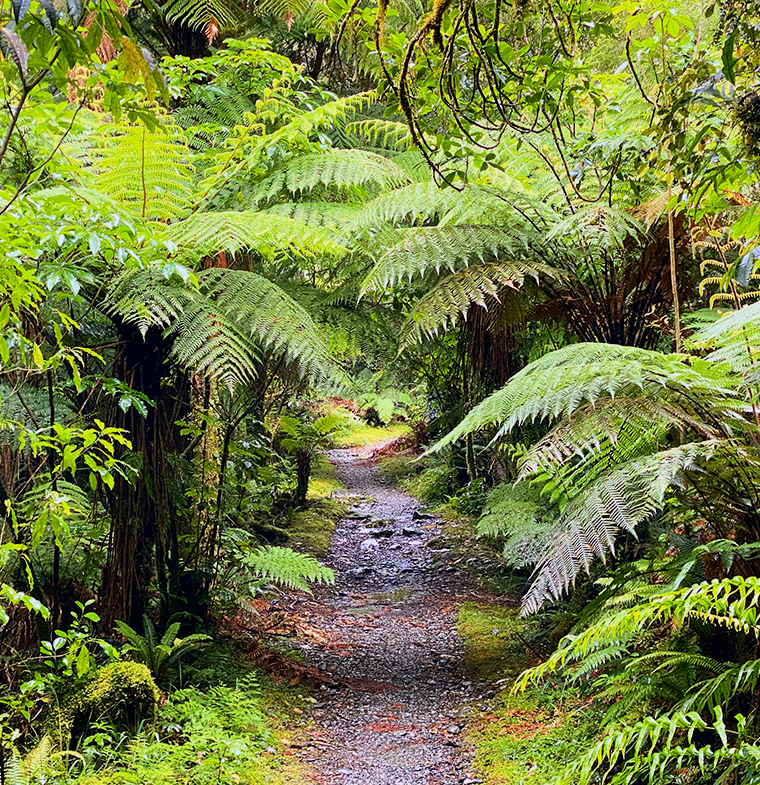 Milford Track Fiordland National Park and Rainforest