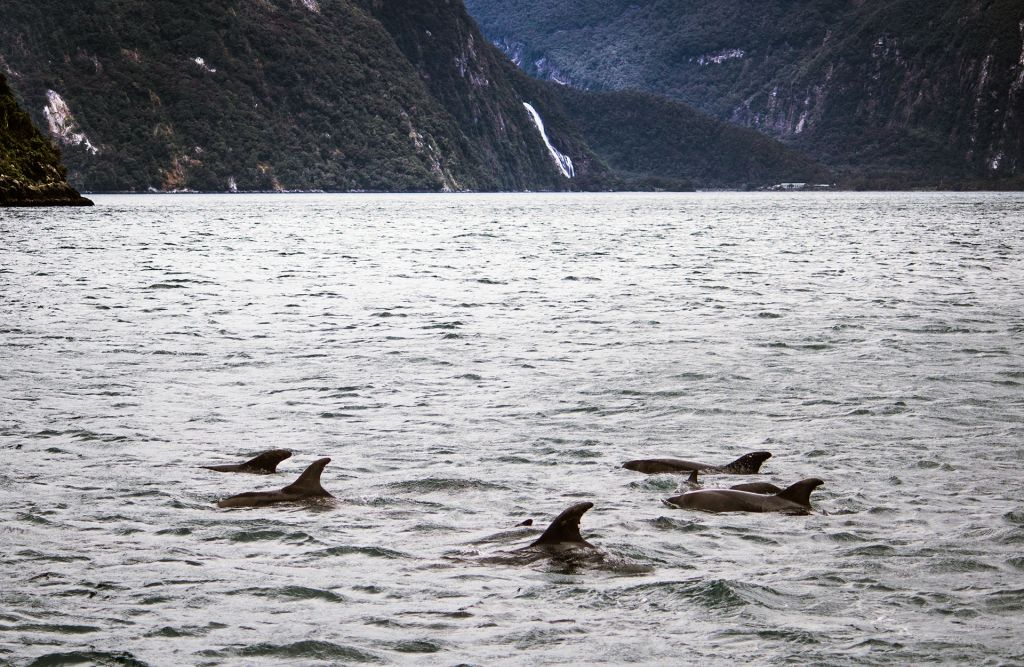 Visiting Milford Sound in Winter Wildlife of Milford Sound in Winters