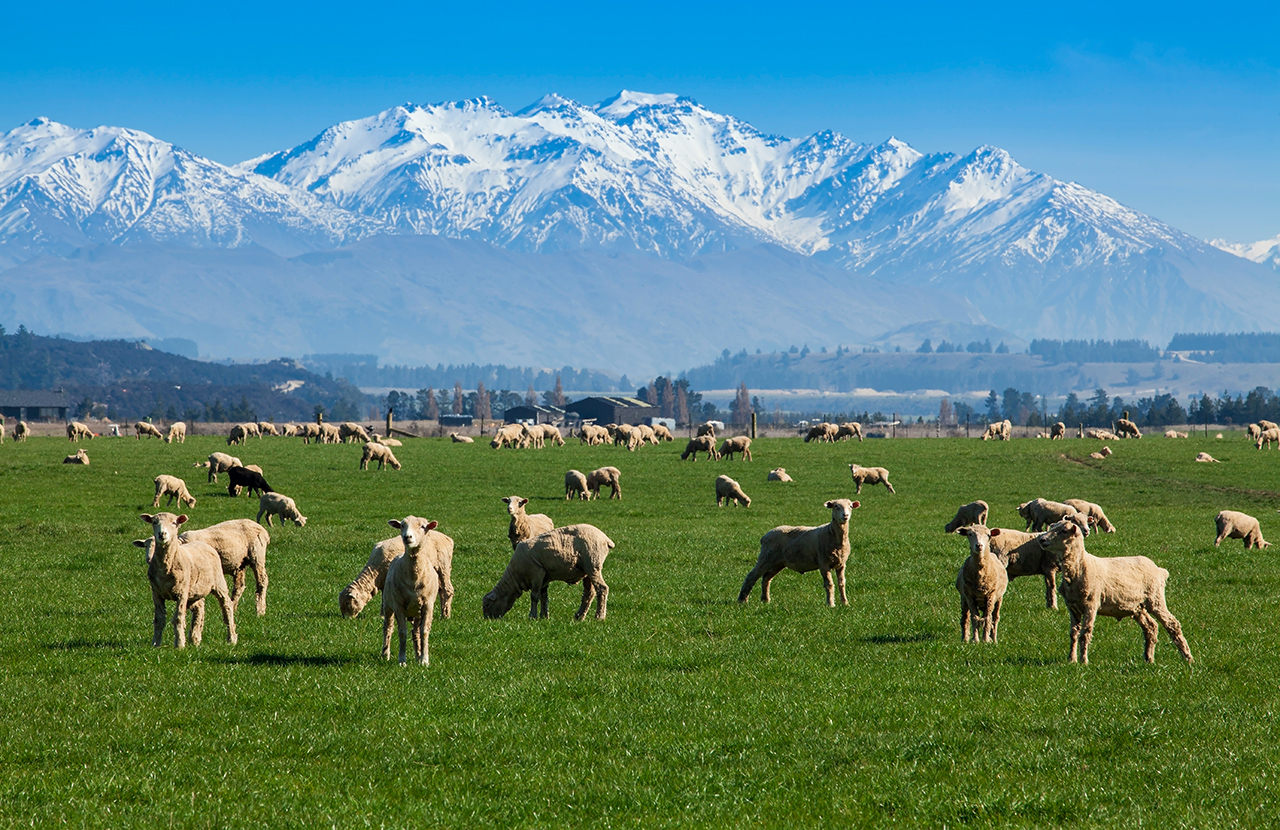 The Best Time to Visit Milford Sound Sheep farm
