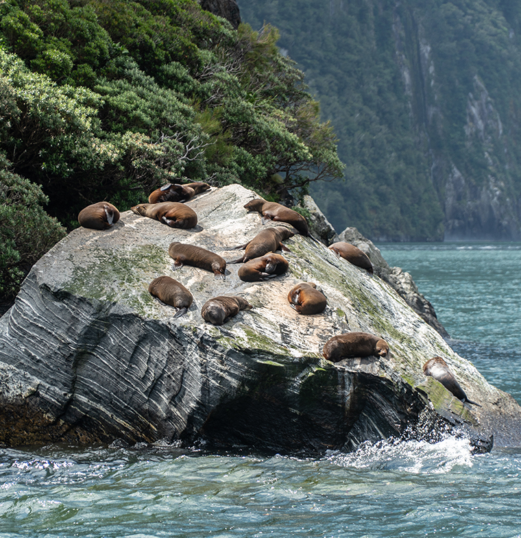 Seal Rock Milford Sound Milford Sound Seal Rock