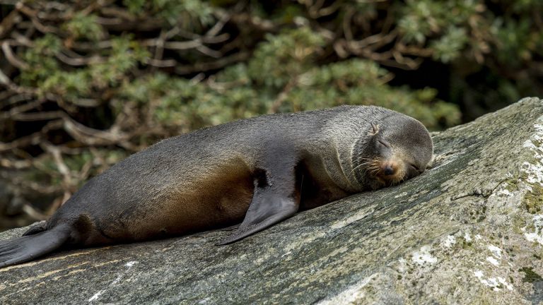 Milford Sound Wildlife Seal - Wildlife at Milford Sound